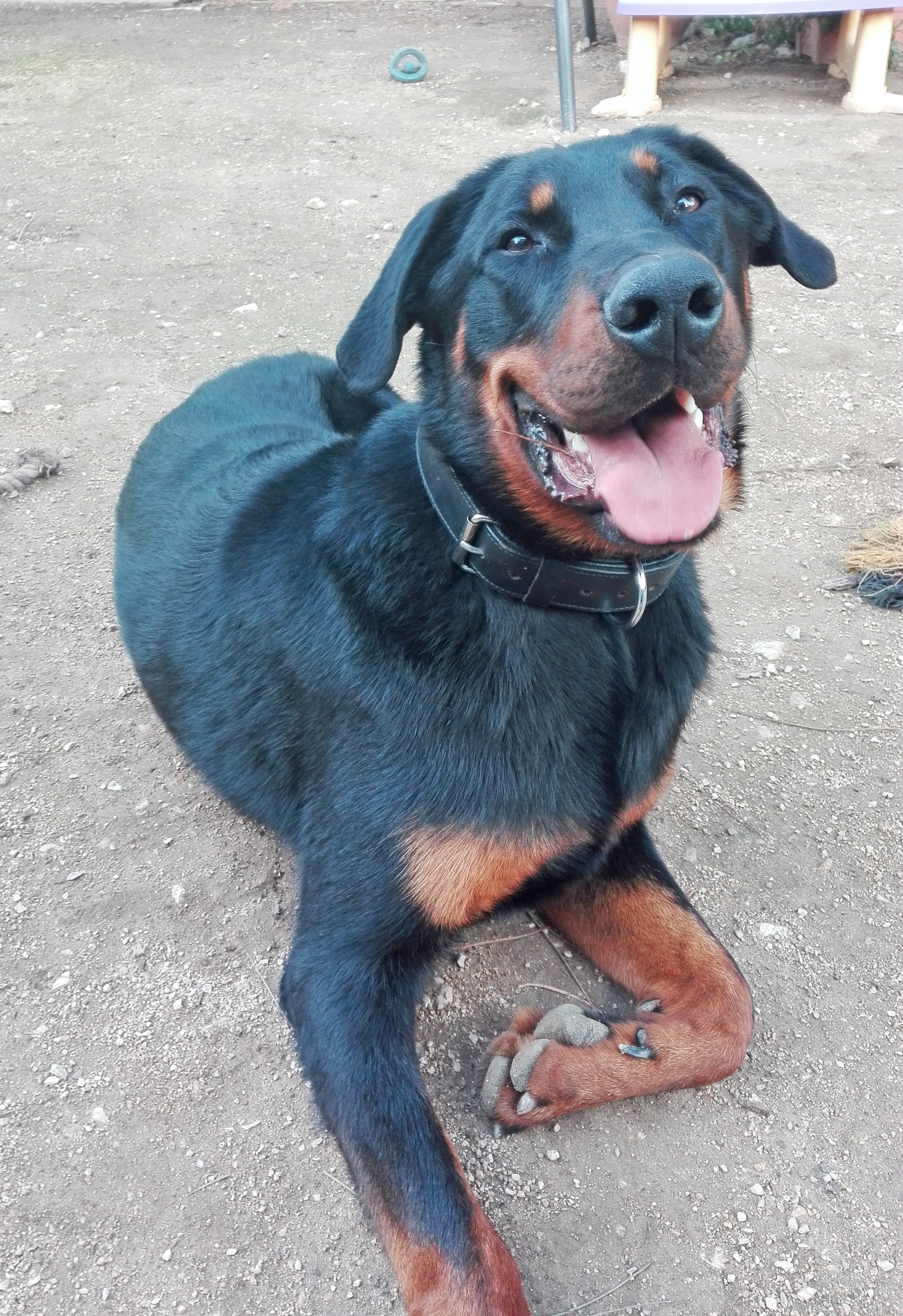  domainedelalicorne.fr photo chien beauceron photo chiot beauceron Elevage de beauceron chiot beauceron pure race élevage du clos de la licorne elevage des gardiens de la licorne elevage beauceron noir et feu authentique gros gabarits élevage de Beauceron familial sérieux et qualité domainedelalicorne.fr suivi des chiots conseil d’éducation chiot propre bas rouge santé caractère spécialiste du beauceron noir et feu ou arlequin chien rustique berger de France  nos chiots sont élevés avec amour et attention notre passion au service de la qualité Beauceron de qualité et sportif domaine de la licorne 04380 BARRAS élevage en liberté éleveur berger de beauce élevage de beauceron de travail 06 11 20 51 93 site domainedelalicorne.fr mail domainedelalicorne@gmail.com